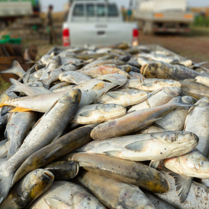 Probiotiques d'élevage de tilapia à croissance plus rapide pour une aquaculture optimale - Product Image 5