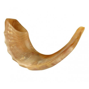 Cuerno de caza pulido de tacto real, artesanía india natural, moderno, para el Año Nuevo Judío, cuerno para beber, artesanía de animales de la India - Product Image 2
