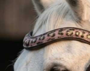 Al por mayor: Brida de cuero de caballo Rub International 7860B cómoda con cristales y pedrería, colores y tamaños personalizados, OEM - Product Image 2