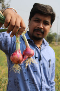 FB-RED 11 |   Fournisseur d'oignons hybrides F1 en Inde | |   Fournisseur approuvé par la FAO Inde - Product Image 3