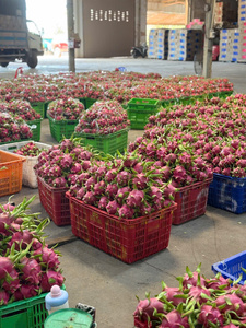 แก้วมังกรสด เปลือกแดง ปลายเขียว ผลไม้เมืองร้อน สำหรับส่งออกและตลาดขายส่ง - Product Image 2