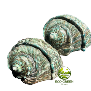 Grande coquille de mer polie et brillante pour la décoration nautique de la maison, les centres de table de mariage sur la plage, la mise en scène d'événements et les accessoires photo en gros - Product Image 5