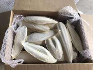 OS DE SEICHE (100% CALCIUM PUR) MEILLEURE QUALITÉ pour REPTILES OISEAUX ESCARGOTS-OS DE SEICHE SÉCHÉ // Mme Shyn - Product Image 6