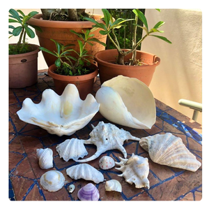 เปลือกหอยตกแต่งสำหรับตกแต่งบ้านและงาน DIY - Product Image 6