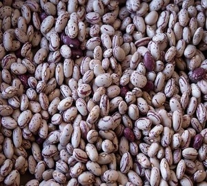 Light Speckled Kidney <b>Beans</b> Dried Long Shape Sugar <b>Beans</b> Bulk <b>Bagged</b> TZ453G 25kg 24 Months Food Use - Product Image 6