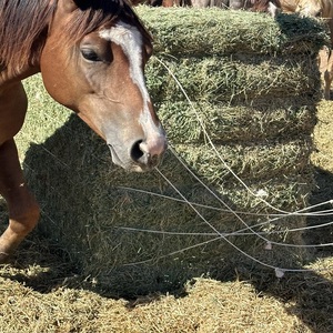 Foin d'alfalfa/foin de timothée riche en protéines à vendre - Product Image 1