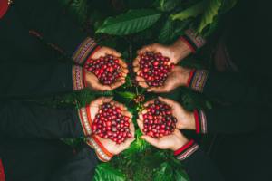 Granos de Café Robusta Vietnamita Premium Sin Tostar, Secados al Sol Naturalmente, Alto Contenido de Cafeína, Sabor Intenso, Suministro a Granel para la Industria de la Tostación - Product Image 4