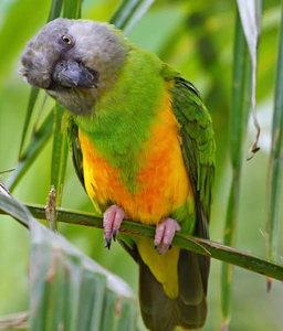 Senegal Parrots Live Ornamental Birds for Aviculture Breeding Programs <b>Aviaries</b> and Wholesale Supply - Product Image 4