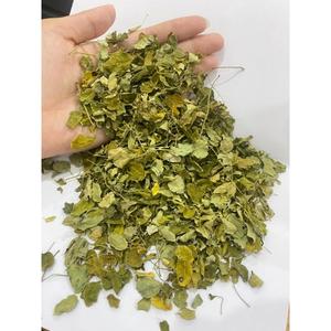 Feuilles de Moringa Oleifera séchées de haute qualité pour les infusions à base de plantes, les aliments fonctionnels et les applications de soins de santé naturels - Product Image 4