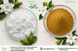 Suministro Directo de Fábrica de Extracto de Fruta de Gardenia (Gardenia jasminoides) de Grado Alimenticio, Genipósido 10% - 30% Extracto Estandarizado - Product Image 2