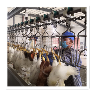 Lignes d'abattage de volailles à haute efficacité, <span class=keywords><strong>prix</strong></span> de gros, produits de haute qualité pour l'utilisation dans les abattoirs kirghizes de 2000 oiseaux par heure - Product Image 1