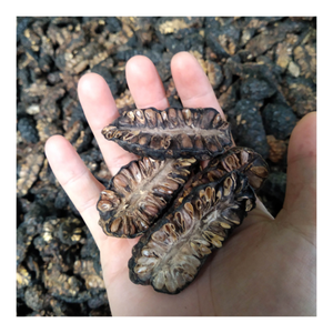 Noni séché de qualité export pour la préparation de thé, le broyage en poudre et l'approvisionnement en ingrédients commerciaux - Product Image 1