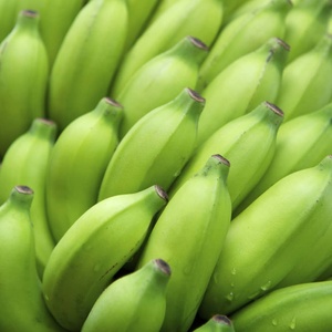 Vente en gros de bananes vertes Cavendish biologiques fraîches, 20 kg, qualité d'exportation, longue durée de conservation, qualité supérieure et stock important - Product Image 1