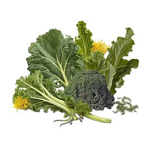 Venta caliente de alta calidad 100% Pure Bulk Organic Freeze-dried <span class=keywords><strong>Collard</strong></span> Greens para la exportación - Product Image 3