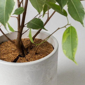 Natural coir plant <b>pot</b> cover disc ring coconut fiber weed preventing mat <b>tree</b> protection mats - Product Image 5