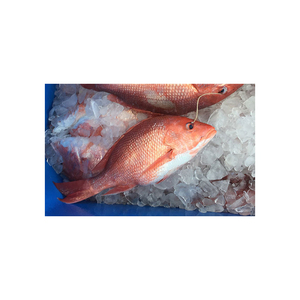 Pargo Rojo Entero Congelado Fresco, Precio de Mercado, Vida Útil de 2 Años - Product Image 3