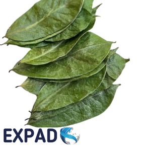 Natural dried Annona muricata leaves from Vietnam farms, premium grade graviola leaves for tea and herbal applications - Product Image 5