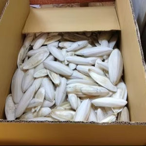 Os de seiche pour oiseaux couleur blanche garni de blister boîte unique ou en vrac/Ms.Thi - Product Image 1