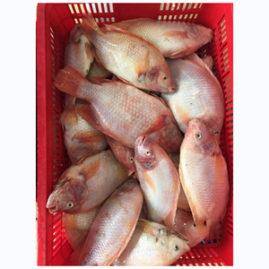 Poisson Tilapia Rouge Frais Congelé, Poisson Tilapia Rouge pour Acheteurs de Tilapia Rouge, Tilapia Rouge Congelé de Qualité Supérieure - Product Image 5