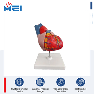 Juego de Instrumentos de Modelos de Entrenamiento Médico de Calidad Original de Fabricante Indio para Uso Educativo en Escuelas y Universidades, 1 Año de Garantía - Product Image 2