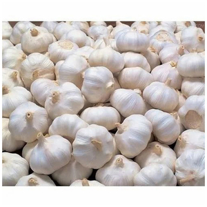 Ail frais de haute qualité en vrac pour l'exportation, destiné aux supermarchés, restaurants et importateurs alimentaires internationaux - Product Image 2