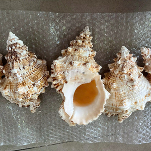 Natural Triton’s Trumpet Shell Large Sea Shell for Home Decor Vietnam Factory Bulk Manufacturer Export - Product Image 1