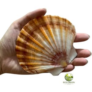 เปลือกหอยเชลล์ทรงกลม เป็นมิตรกับสิ่งแวดล้อม เปลือกหอยเวียดนาม งานแฮนด์เมด ของที่ระลึกทันสมัย ปรับแต่งได้ตามธรรมชาติ - Product Image 2