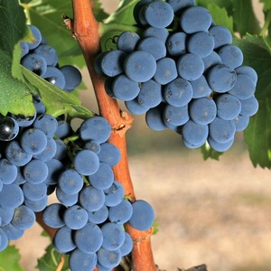 Uvas de Vino de Alta Calidad, Cosecha Fresca para Bodegas Comerciales y Suministro a Granel, Soporte ODM - Product Image 2