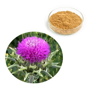 Vente en gros de poudre de chardon-marie 100% pure, qualité alimentaire, mouture fine, Silybum Marianum, pour smoothies et tisanes - Product Image 1