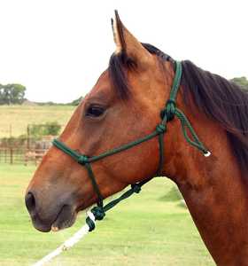 Cabestro de cuero premium ajustable de nailon negro para caballo con narigueña acolchada, herrajes de latón duraderos, extraíble y lavable, cómodo - Product Image 2