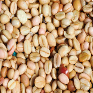 Nouvelle Saison – Grains de Café Arabica Indiens Torréfiés Frais – Sélection Premium Qualité Export – Arôme Riche, Goût Équilibré, Apparence Attrayante - Product Image 5