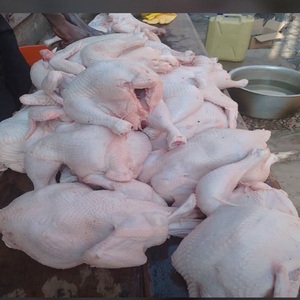 Productos de pollo congelado para distribuidores de alimentos, proveedores de restaurantes, empresas de catering, minoristas de supermercados y servicios de hostelería - Product Image 4