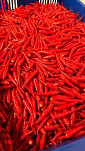 Natural IQF Frozen <b>Red</b> <b>Hot</b> Chili Pepper Whole Premium Food Grade Vietnam Supplier for Bulk Wholesale - Product Image 6