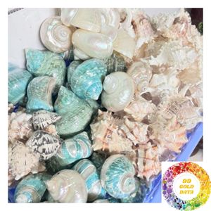Natural Turban Snail <b>Shell</b> Iridescent Mother of Pearl <b>Ornament</b> 4.5-5cm 9-10cm for Coastal Decor Craft and Wholesale - Product Image 6