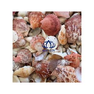 Mezcla de Conchas Marinas Naturales BLUE LOTUS, Hechas a Mano, Ecológicas, para Decoración del Hogar y Manualidades - Product Image 1