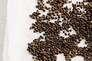 Graines de papaye séchées les plus vendues, séchage hygiénique, goût riche, parfaites pour la cuisine et l'assaisonnement, améliore la saveur - Product Image 6