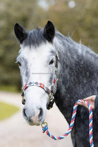 High Quality Equestrian Cotton <b>Lead</b> Rope with Snap Hook Horse Products Rein Weave with Comfortable Cotton Blend - Product Image 6