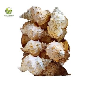 Natural Yellow Helmet Seashell DIY Rustic Modern Eco-Friendly Raw White Spiny Shell Home Decor Craft - Product Image 4