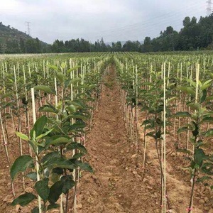 Fiberglass Tree Stakes 1/4", 3/8", 1/2", 5/8",11/16", 3/4", 7/8", 1" UV Resistant One Pencil End for Tree Nursery Plant - Product Image 4