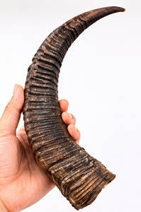 Arco de Caza Tradicional de Cuerno de Búfalo Indio, Calidad de Exportación, Natural, Crudo, Resistente al Agua, Duradero, Compuesto - Product Image 3