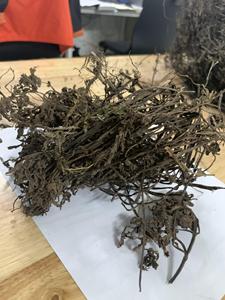 ใบและก้านหญ้าเจลลี่ดำแห้ง (Mesona Chinensis) ยี่ห้อเวียดเดลต้า บรรจุถุงใหญ่ สำหรับตลาดประเทศไทย ได้รับการรับรองมาตรฐาน HACCP ลิลลี่ - Product Image 4