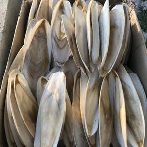 Os de Seiche Naturel Séché Riche en Calcium pour Oiseaux et Reptiles – Jouet à Mâcher Brut, Taillé et Poli – Fournisseur en Gros - Product Image 3