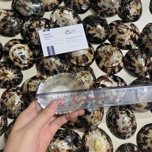 Disponibles Conchas de Limpet Azules Trituradas Ecológicas, Material a Granel para Arte en Resina, Posavasos y Manualidades DIY - Product Image 4