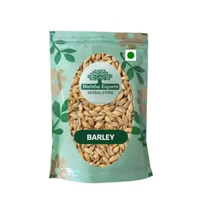 Barley Hordeum Vulgare Barley Jau herbal kering Barley kering Barley adalah sumber yang baik dari nutrisi termasuk Protein vitamin mineral