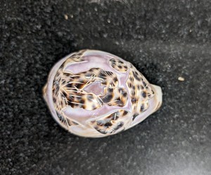 Exquisita belleza natural de conchas marinas para decoración global | Pedido a granel de Vietnam - Product Image 1