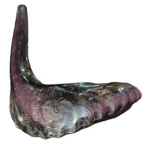 Corne naturelle Rare très grande, à prix adapté, 1 pièce - Product Image 3
