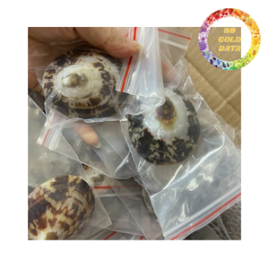 Limpet shells for resin art crafts and coastal decoration premium dried sea shells bulk supply - Product Image 6