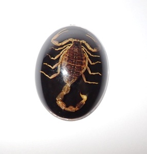 Scorpion doré, spécimen réel, cabochon en plastique ovale 30x40 mm, fond plat noir, moderne, multi-occasions pour l'artisanat et la fabrication de bijoux - Product Image 5