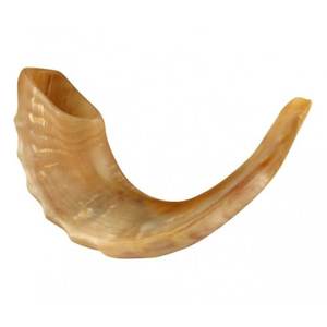 Shofar traditionnel en corne naturelle, instrument de musique courbé en corne de bélier, poli à la main, pour cérémonies religieuses, trompette de culte, festival - Product Image 3