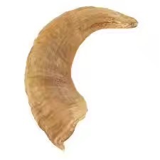 Shofar en corne de bélier semi-polie pour les acheteurs mondiaux, shofar en corne de bélier de haute qualité avec design naturel incurvé par Curio Craft - Product Image 3